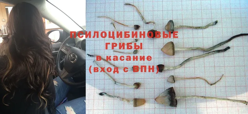 наркота  Таганрог  Псилоцибиновые грибы Psilocybe 